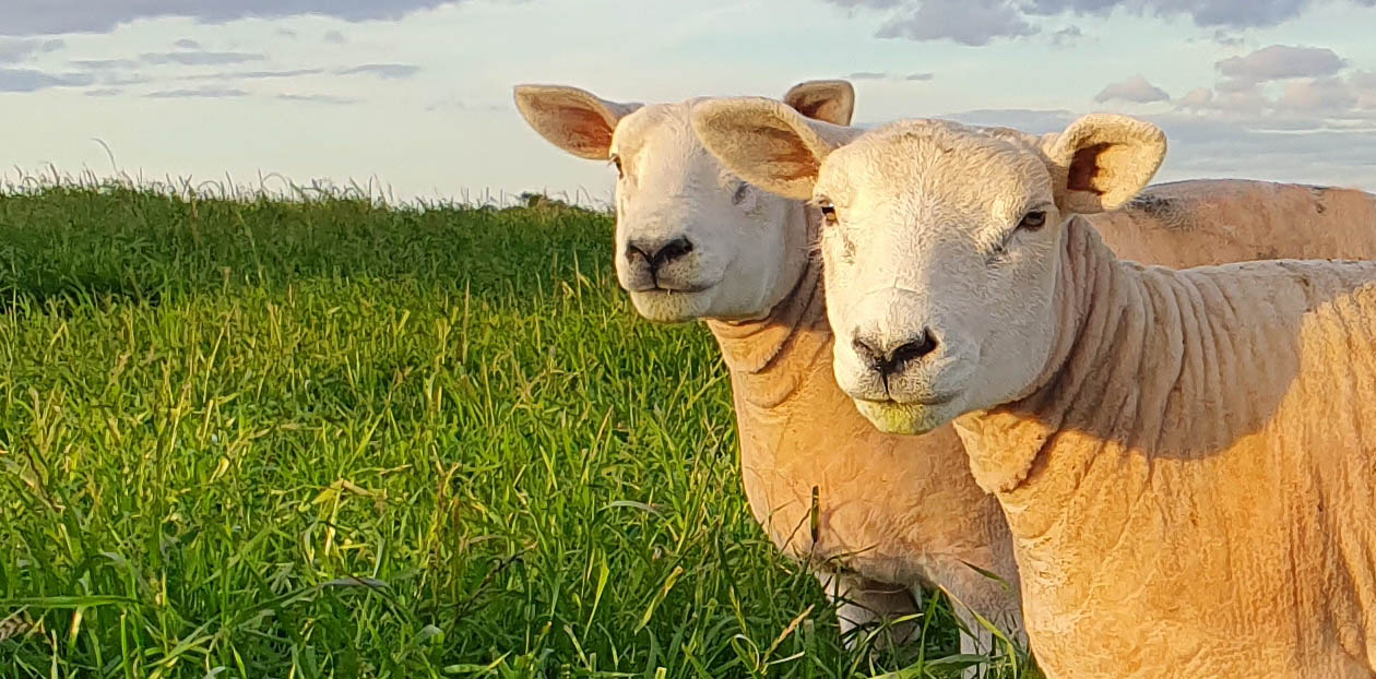 Ovinos Texel no campo