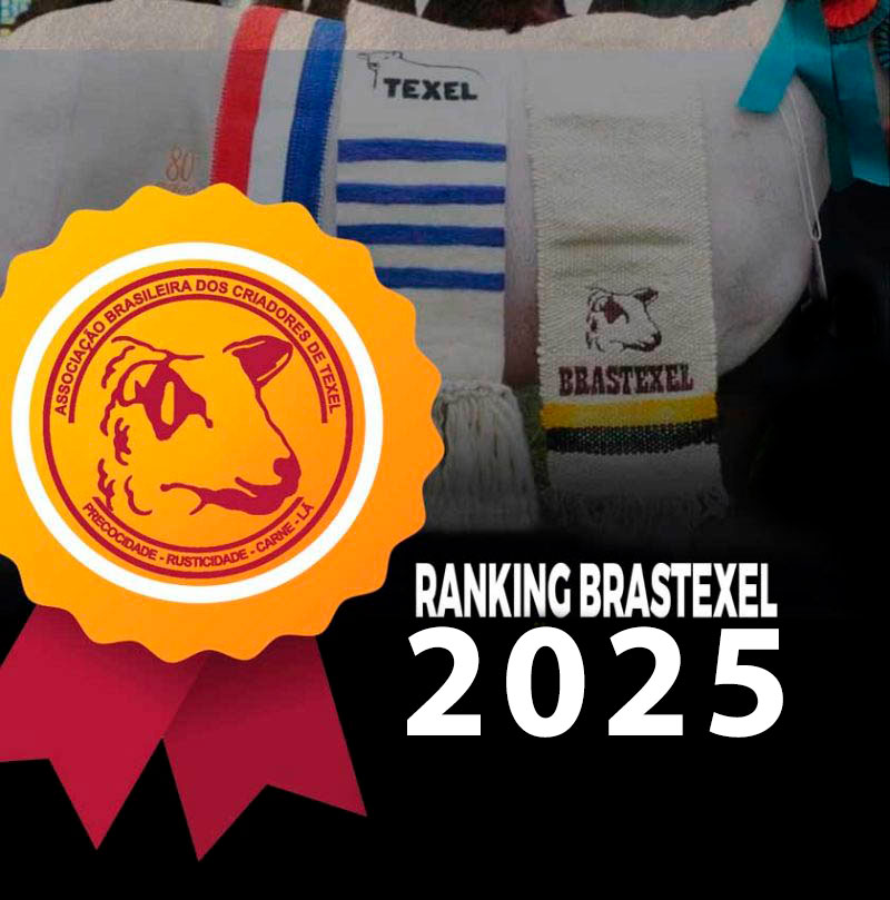 RANKING BRASTEXEL 2025